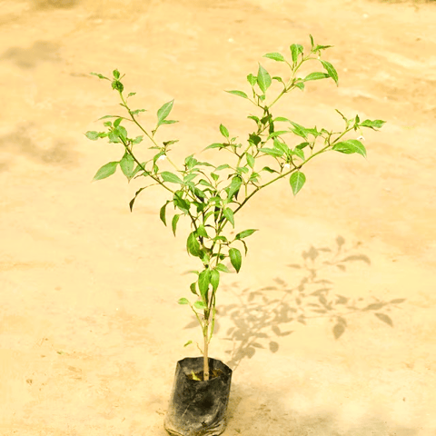 Green Chilli Plant in 4 Inch Nursery Bag