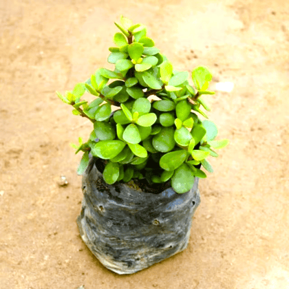 Bangalore Jade / Big Leaf Jade in 4 Inch Nursery Bag