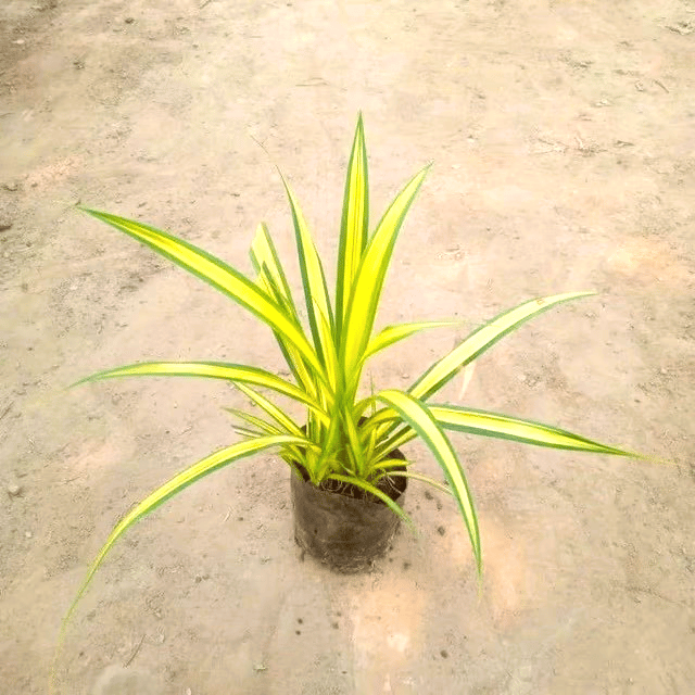 Pandanus/Golden Spider in 4 Inch Nursery Bag