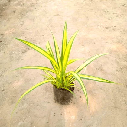 Pandanus/Golden Spider in 4 Inch Nursery Bag