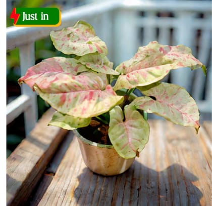 Syngonium Milky (Rare Variety) in 4 Inch Nursery Pot - Best Indoor Plant for Home