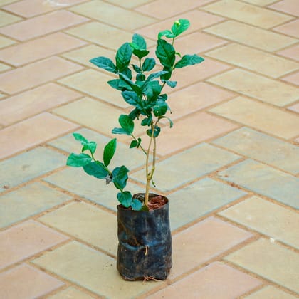 Mogra / Jasmine in 4 Inch Nursery Bag