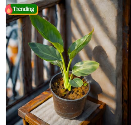 Bird Of Paradise in 5 Inch Nursery Pot