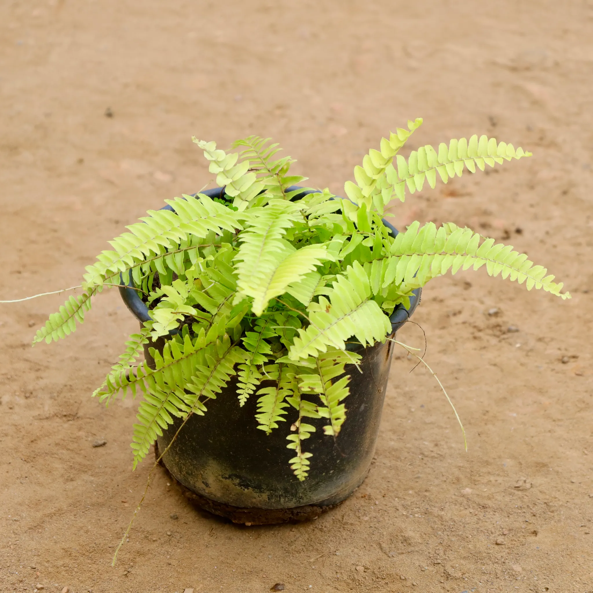 Golden Fern in 6 Inch Nursery Pot