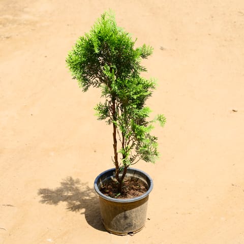 Morpankhi Golden in 8 Inch Nursery Pot
