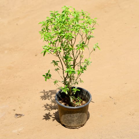 Chandni in 6 Inch Nursery Pot