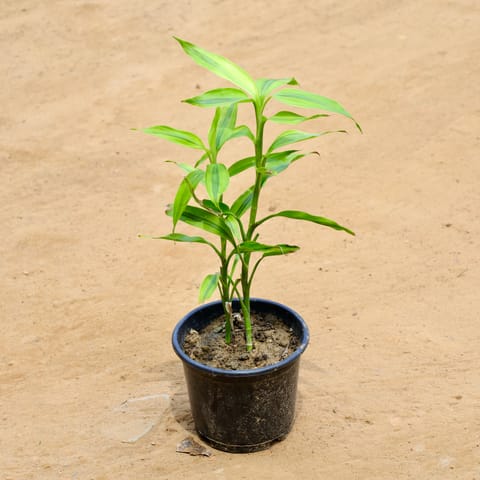 Golden Bamboo in 6 Inch Nursery Pot