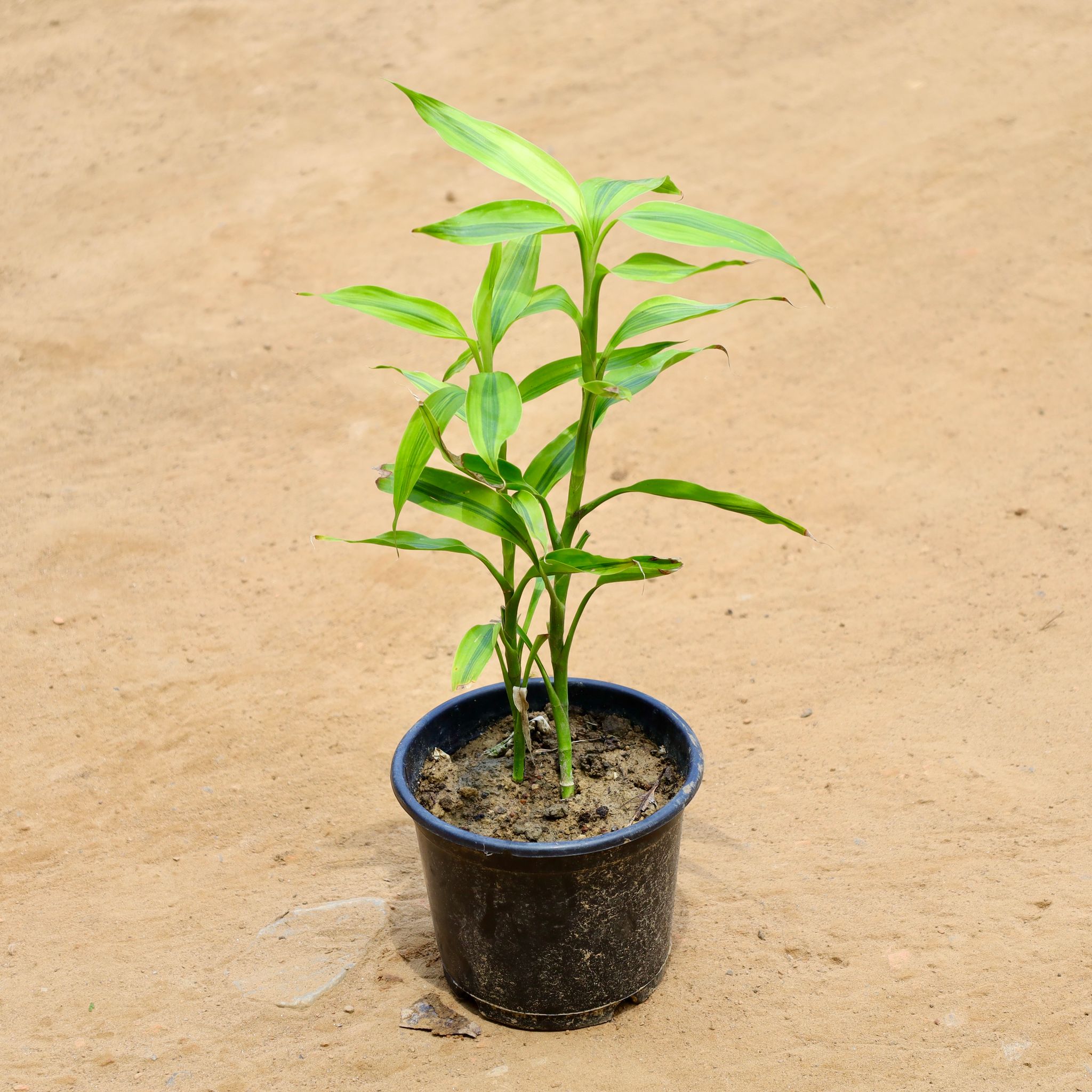 Golden Bamboo in 6 Inch Nursery Pot