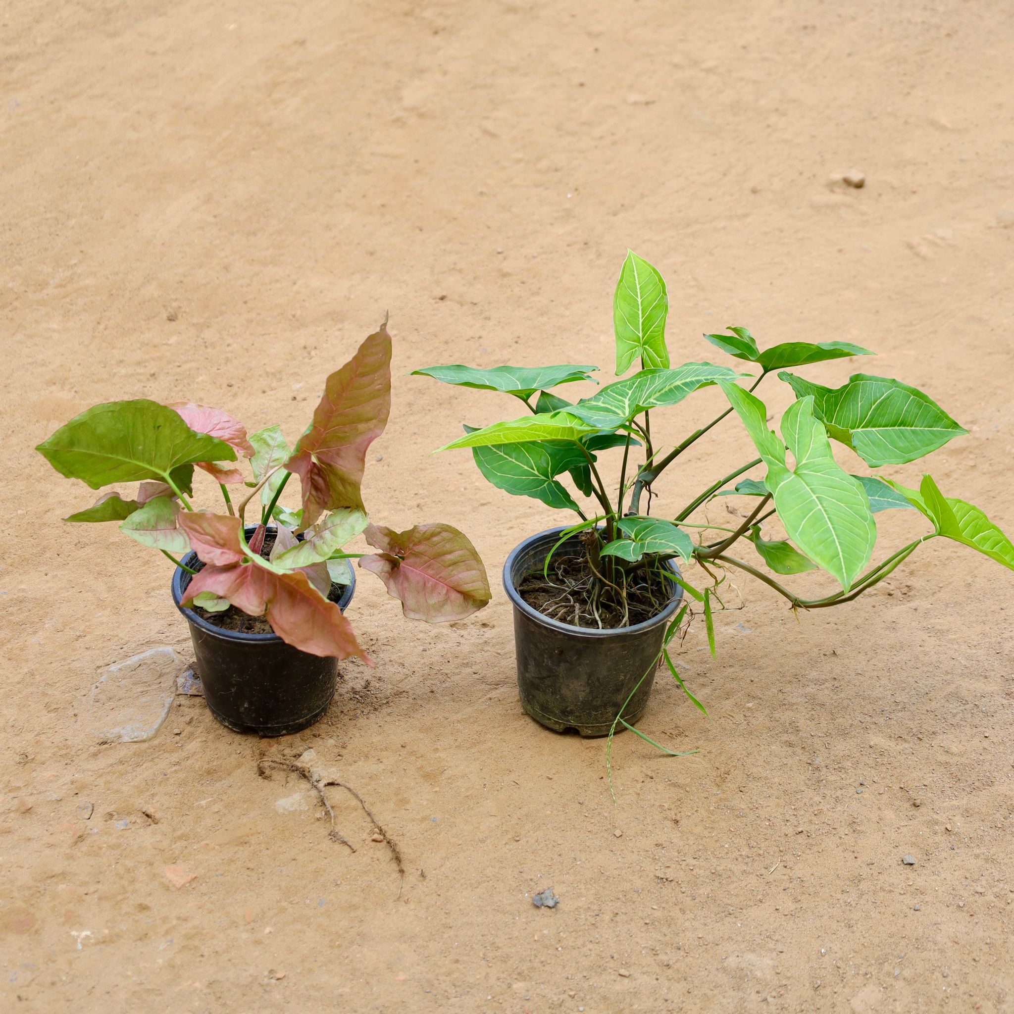 Set of 2 - Syngonium (Green & Pink) in 5 Inch Nursery Pot