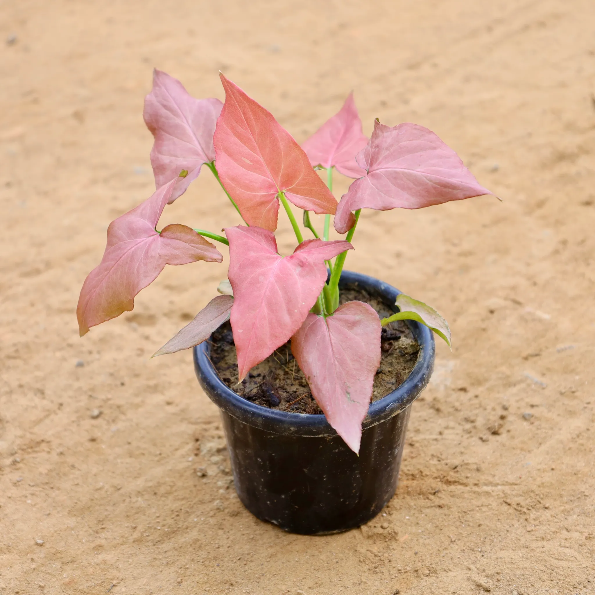 Syngonium Pink in 4 Inch Nursery Pot