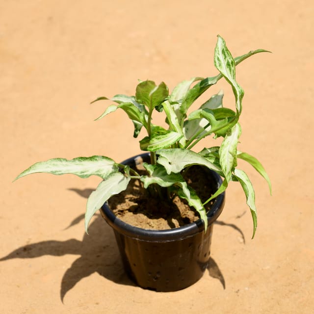 Syngonium Cutlass in 4 Inch Nursery Pot