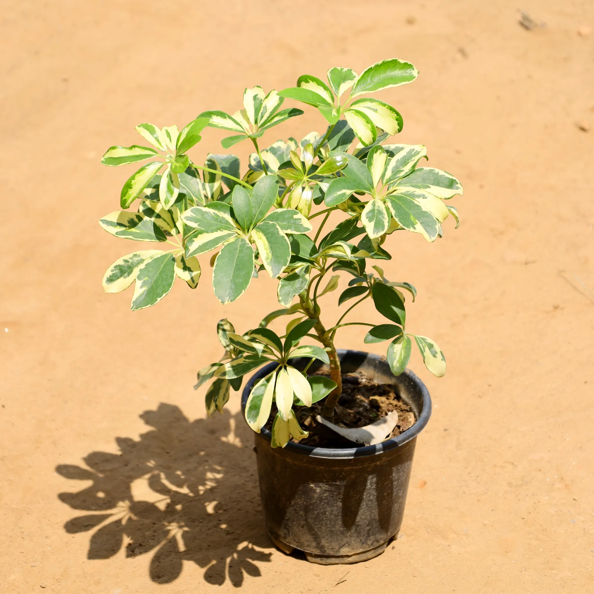 Schefflera Variegated in 6 Inch Nursery Pot