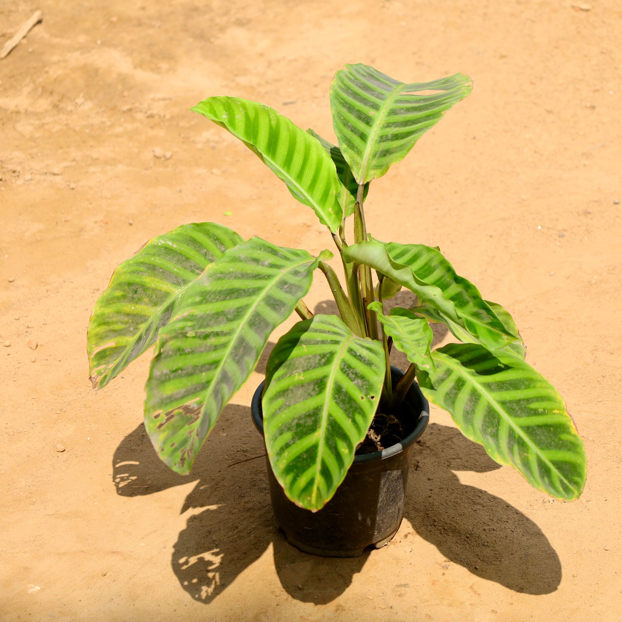 Calathea Zebrina in 6 Inch Nursery Pot
