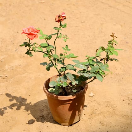 Buy Rose (Any Colour) in 5 Inch Nursery Pot Online | Urvann.com