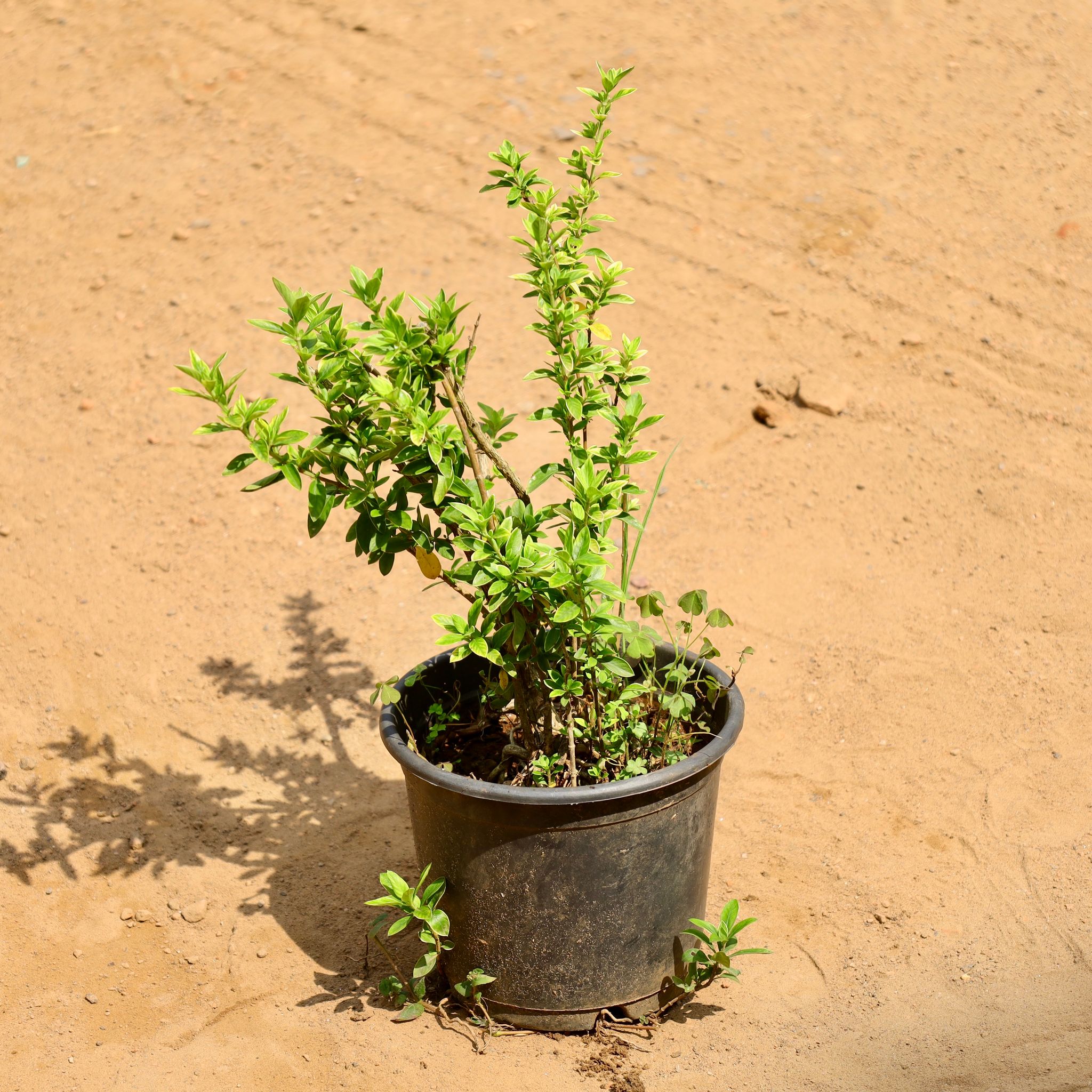 Serissa japonica in 6 Inch Nursery Pot