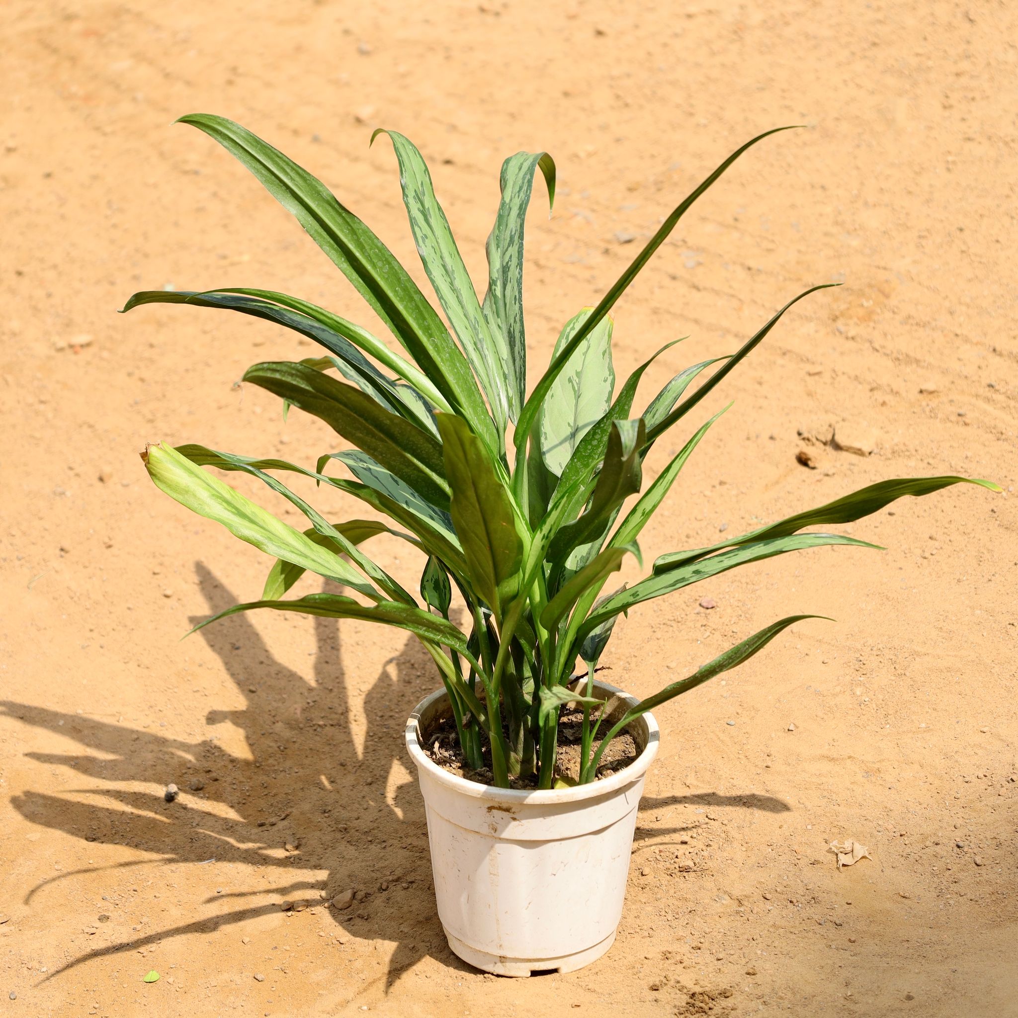 Aglaonema in 6 Inch Nursery Pot