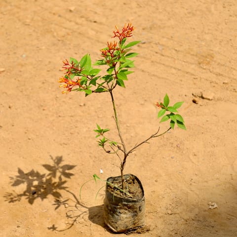 Hamelia (Any Colour) in 4 Inch Nursery Bag
