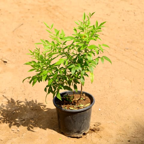 Tecoma Orange in 6 Inch Nursery Pot