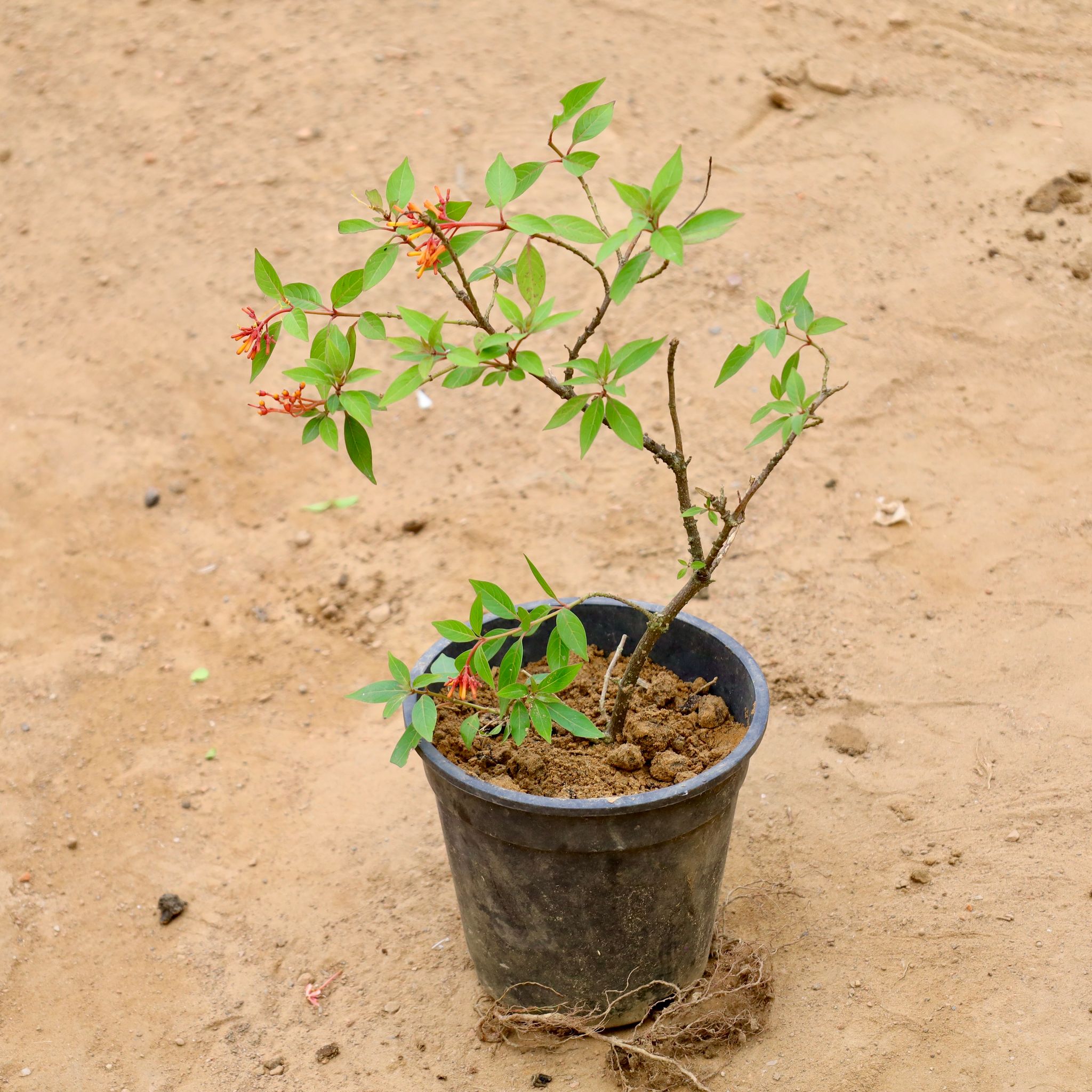 Hamelia (Any Colour) in 6 Inch Nursery Pot