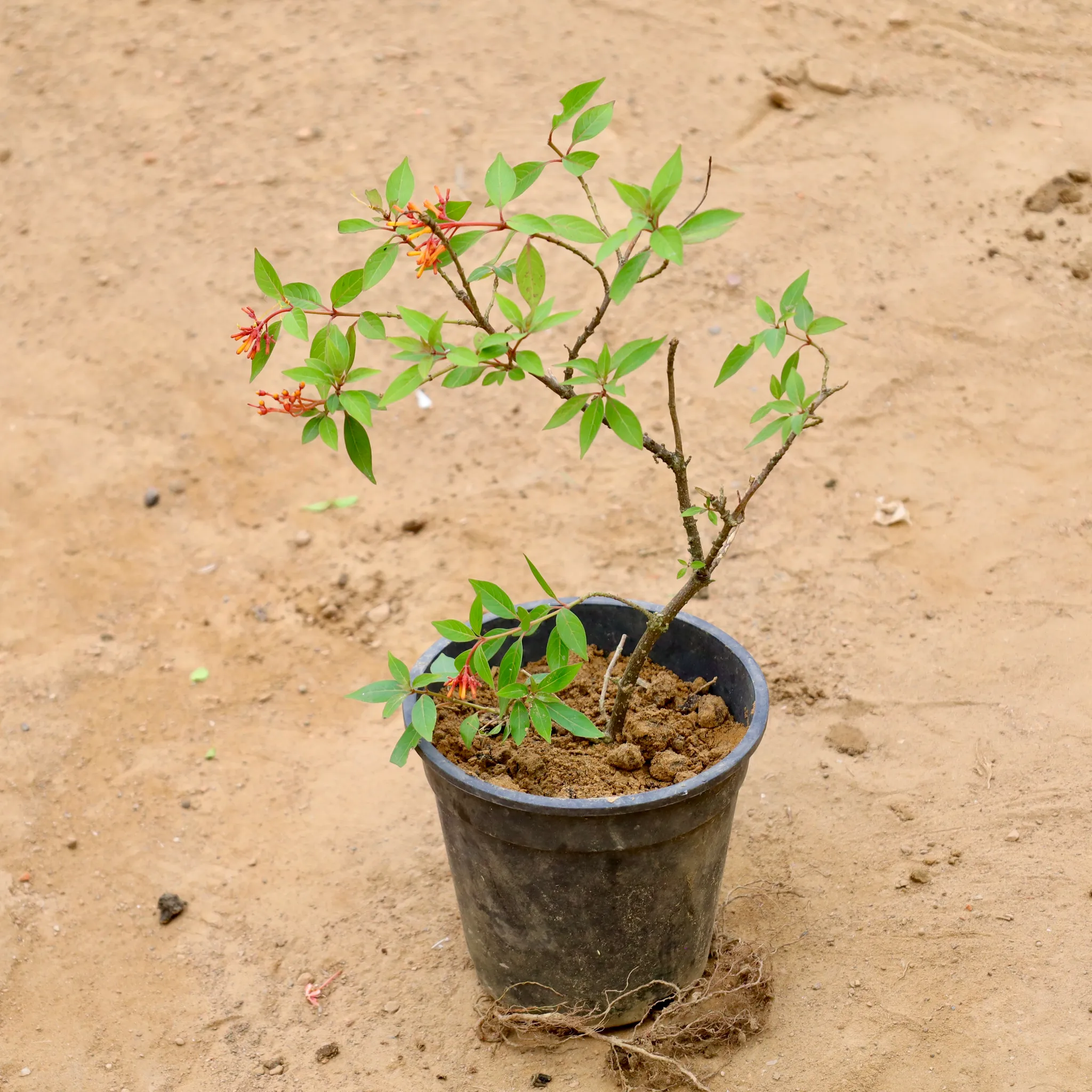 Hamelia (Any Colour) in 6 Inch Nursery Pot