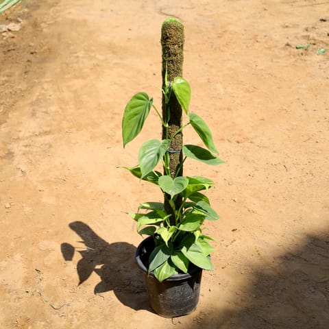 Green Oxycardium With 3 Ft Moss Stick in 10 Inch Nursery Pot