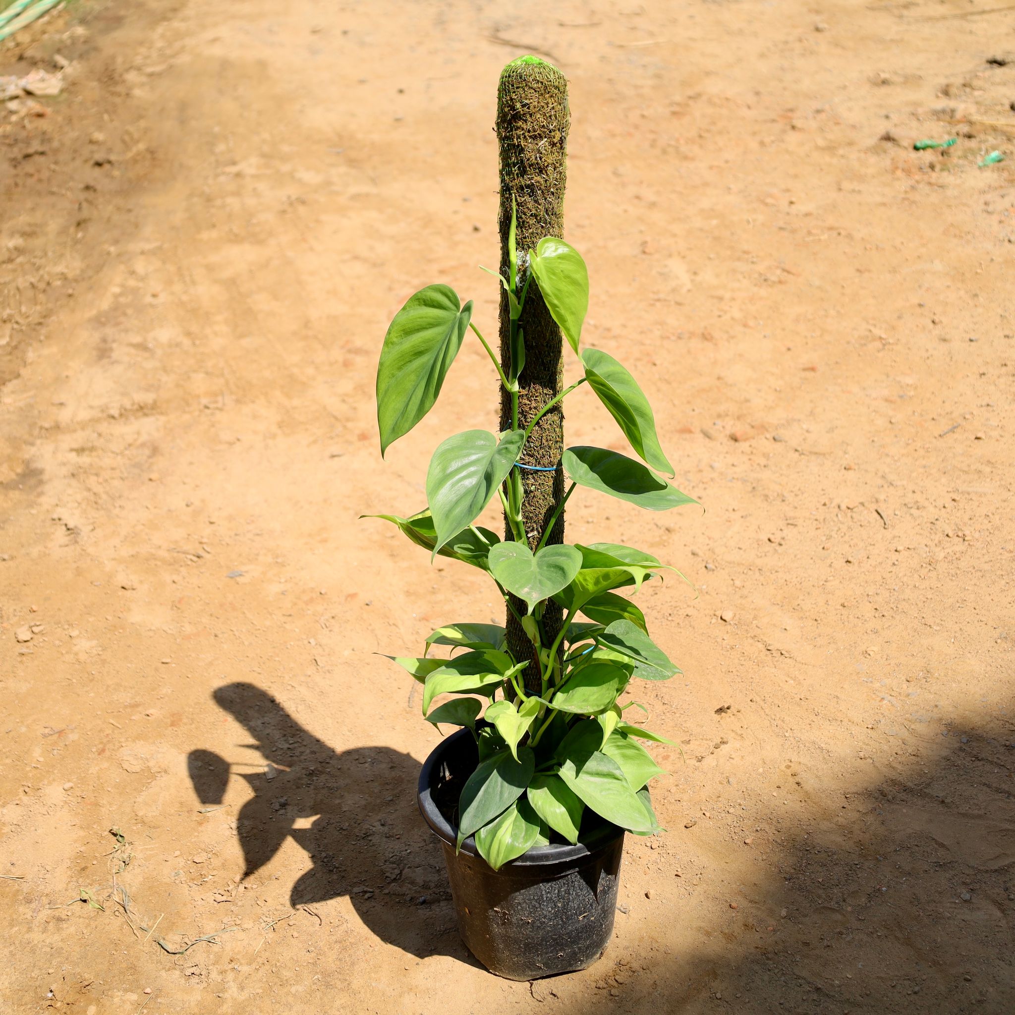 Green Oxycardium With 3 Ft Moss Stick in 10 Inch Nursery Pot