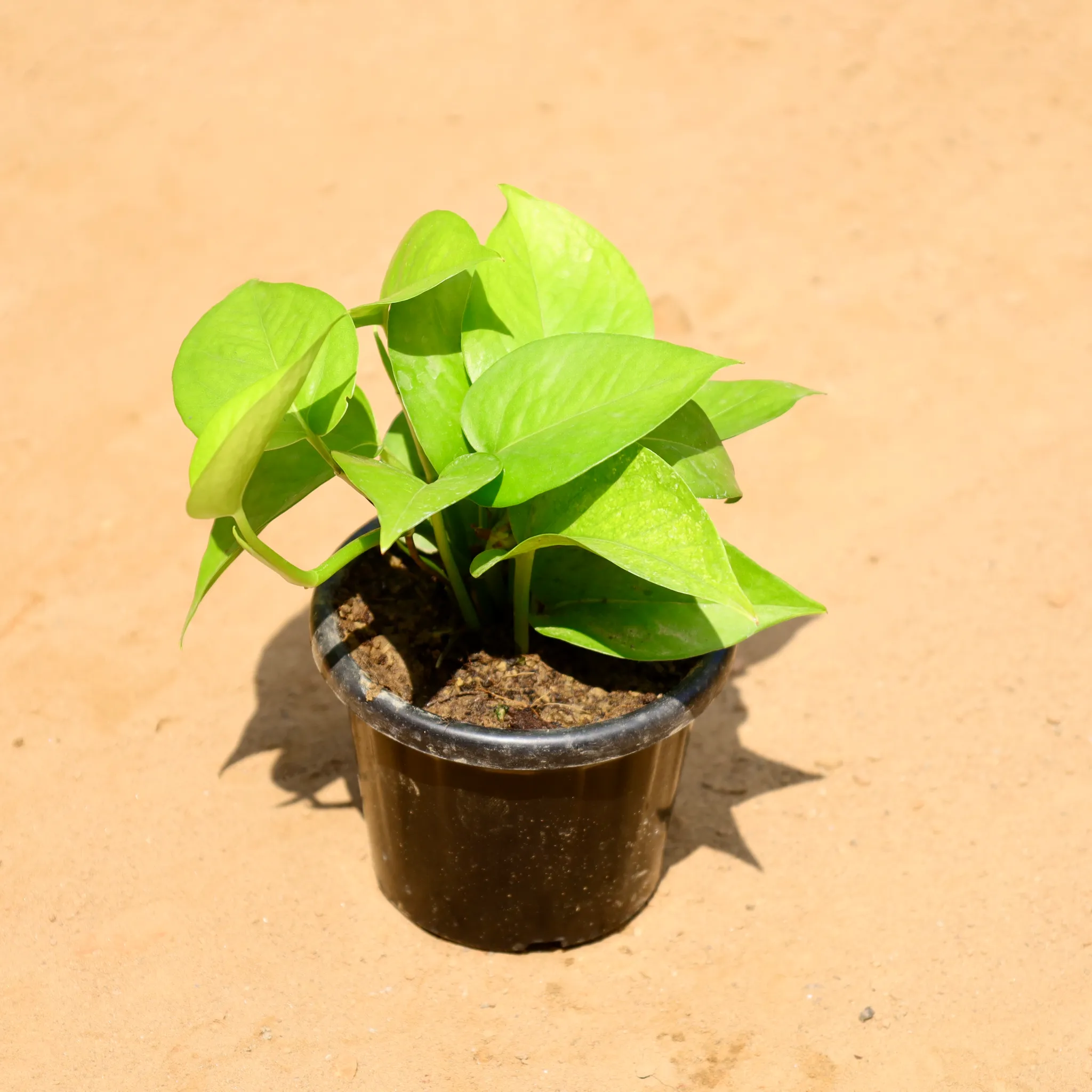 Money Plant Green in 4 Inch Nursery Pot