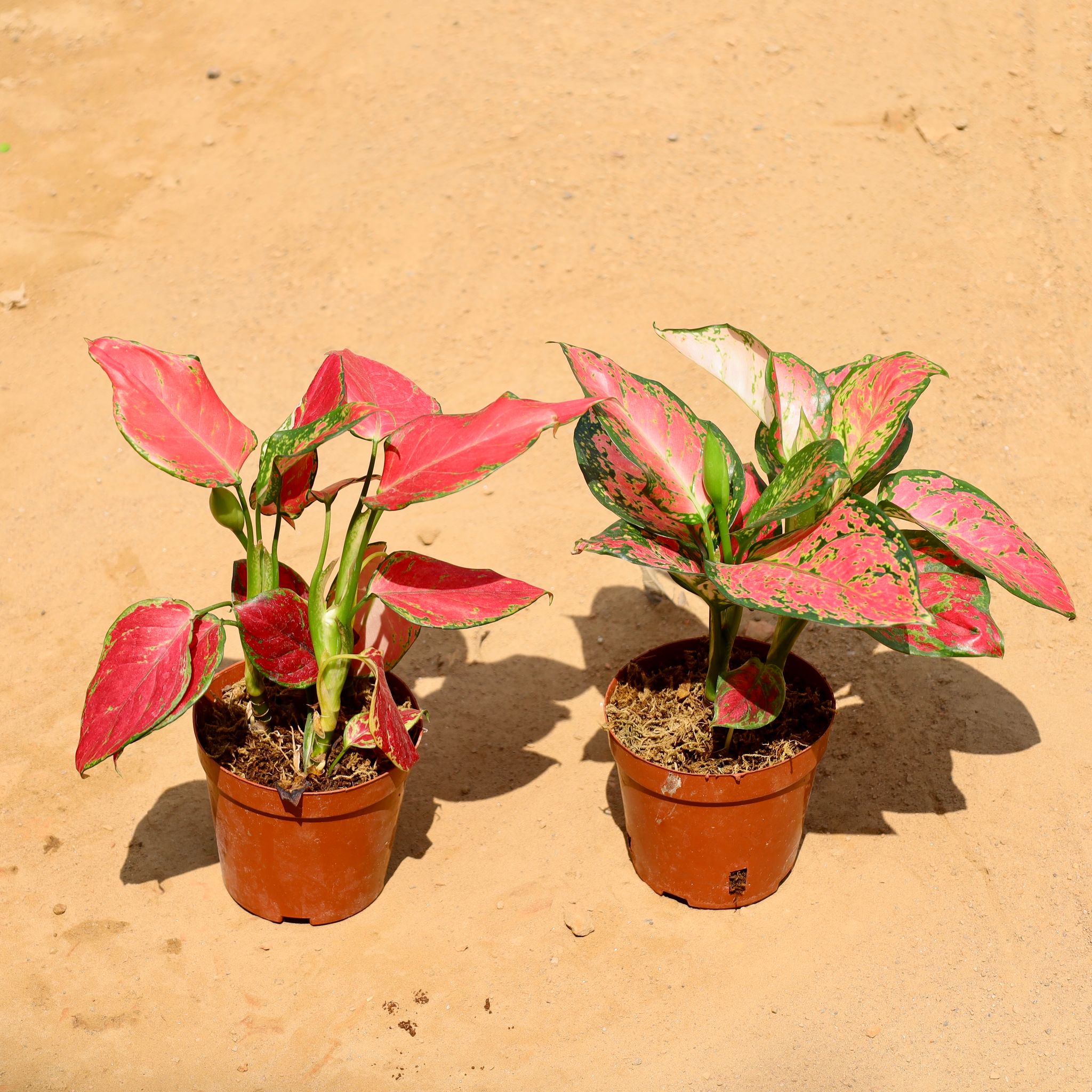 Set of 2 - Aglaonema (Pink & Red) in 6 Inch Nursery Pot