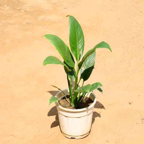 Peace lily in 6 Inch Nursery Pot