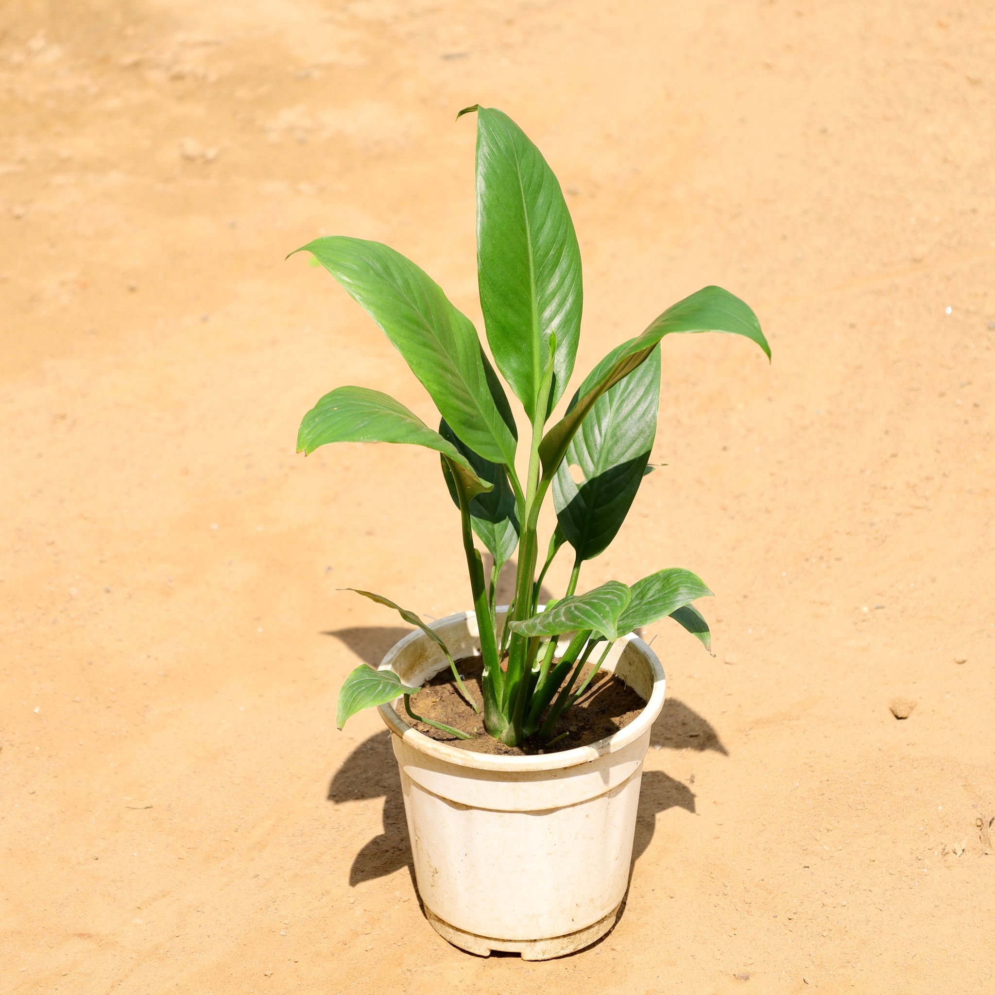 Peace lily in 6 Inch Nursery Pot