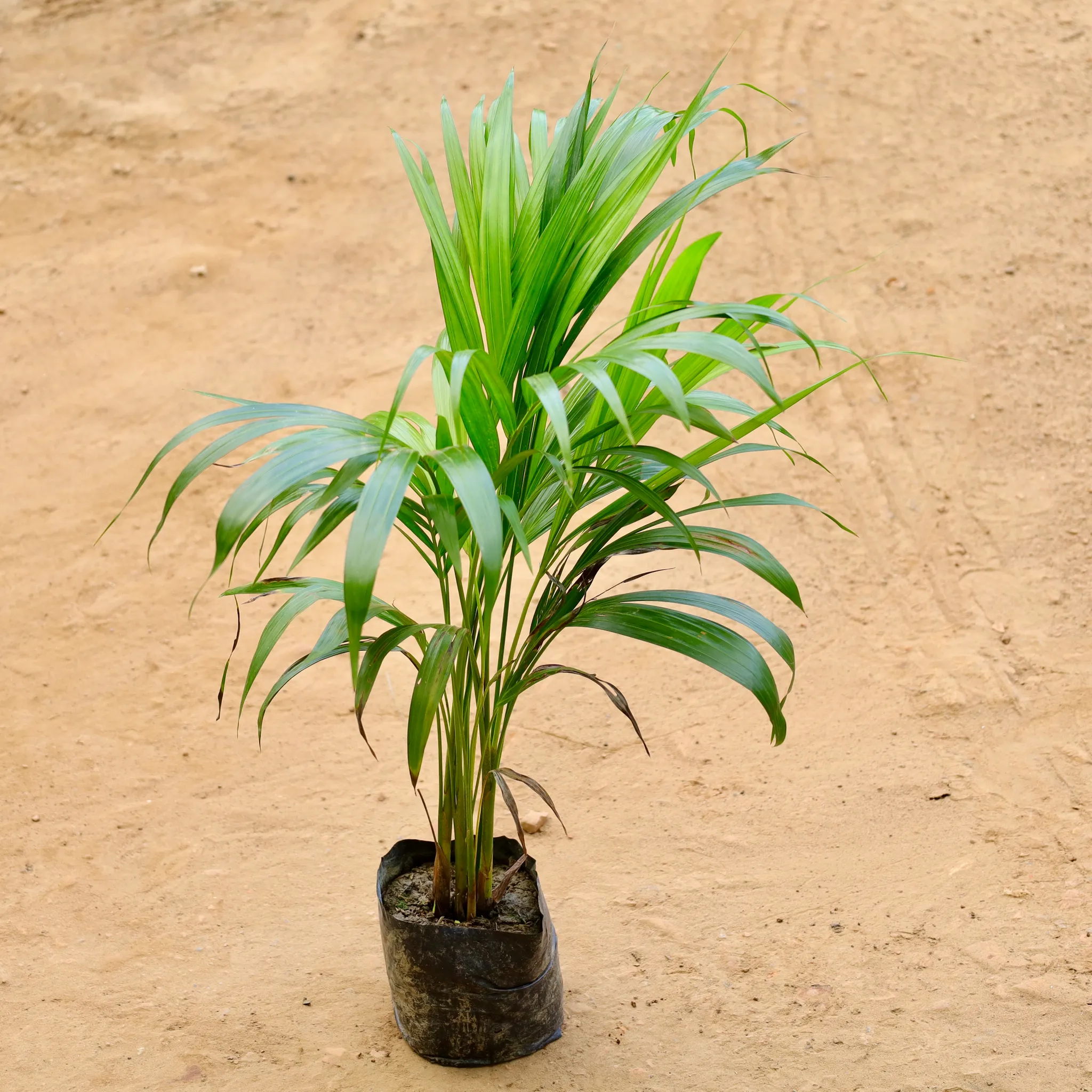 Areca Palm in 5 Inch Nursery bag