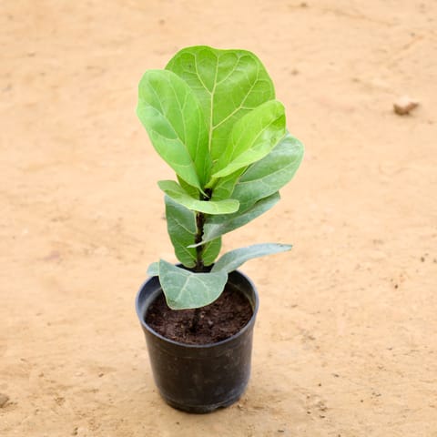 Fiddle Leaf Fig / Ficus Lyrata in 4 Inch Nursery Pot