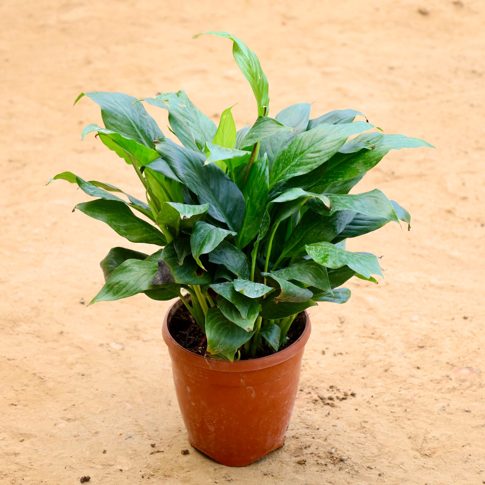 Peace Lily in 6 Inch Plastic Pot