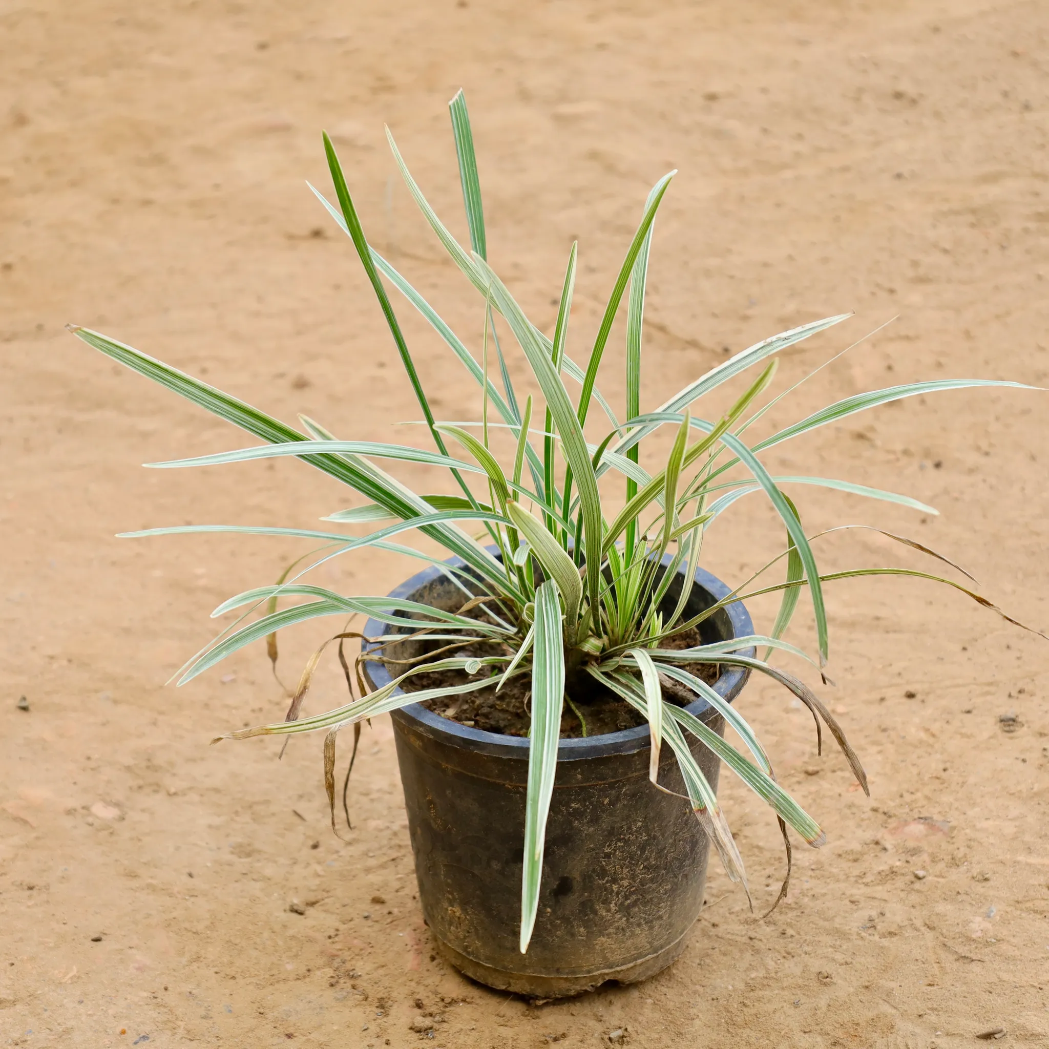 Ophiopogon Japonicus in 6 Inch Nursery Pot