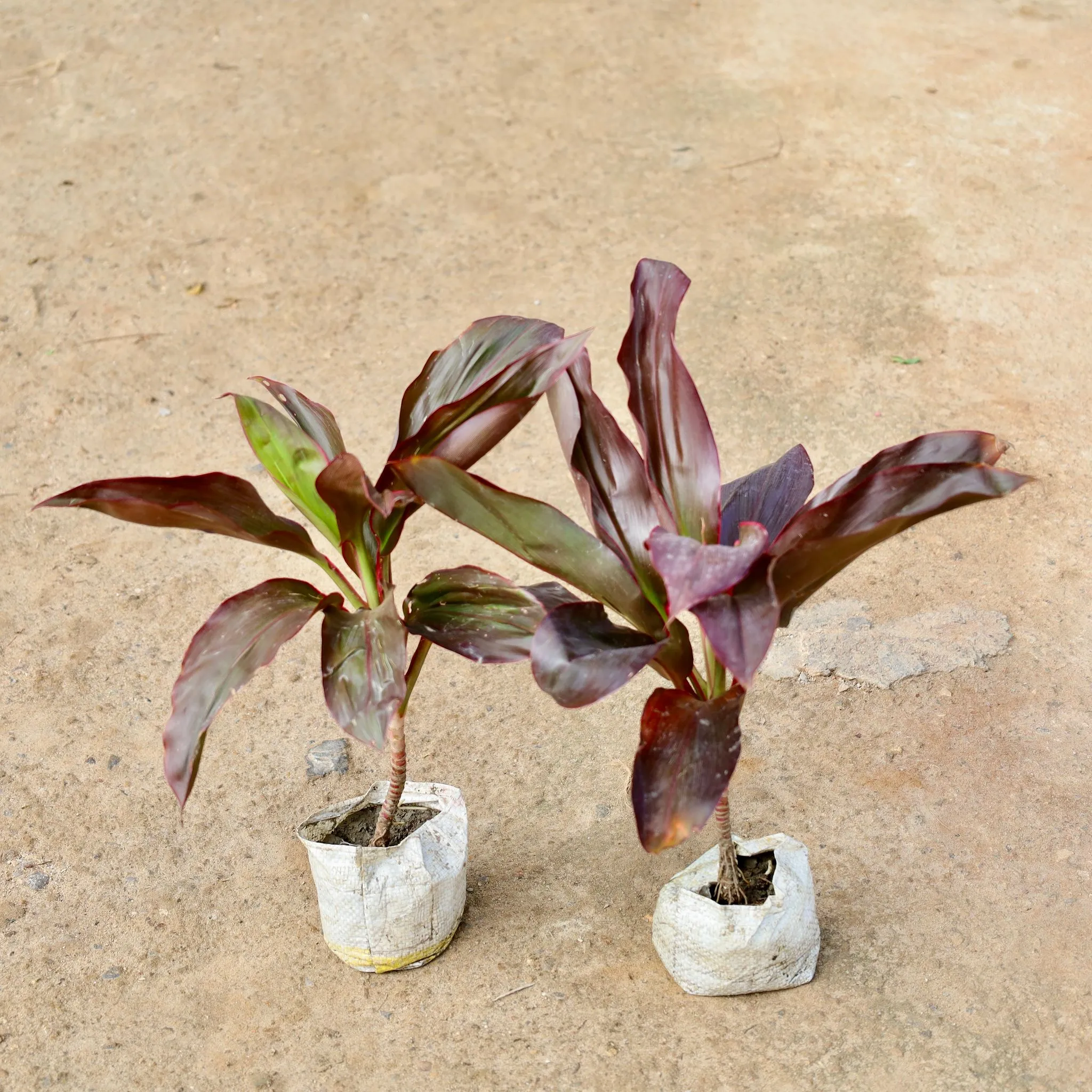 Air Purifying - Set of 2 - Dracaena Mahatma in 4 Inch Nursery Bag