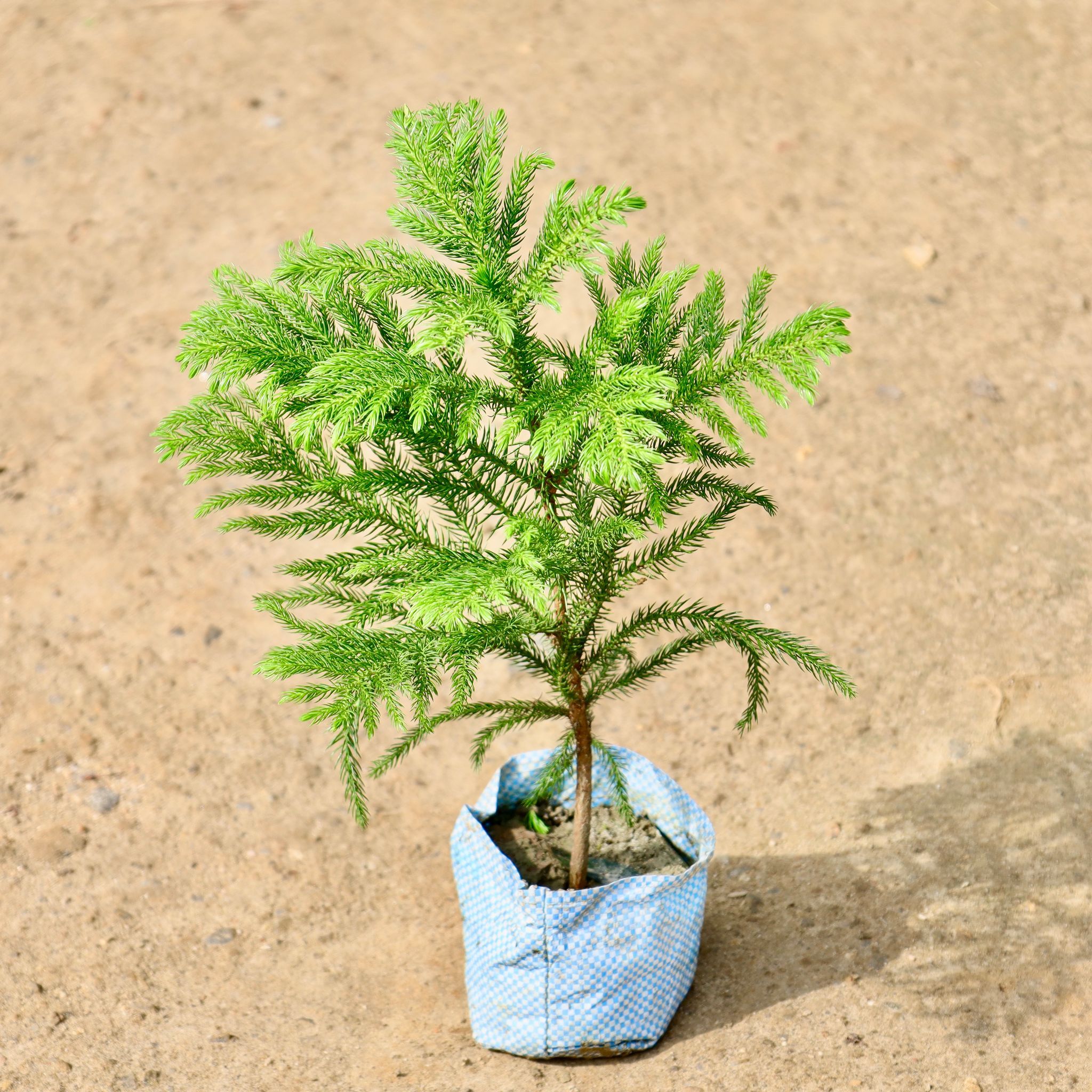 Araucaria / Christmas Tree in 4 Inch Nursery Bag