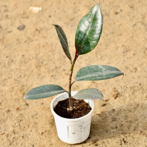 Air Purifying - Rubber black  in 4 Inch Live Plant Nursery Bag