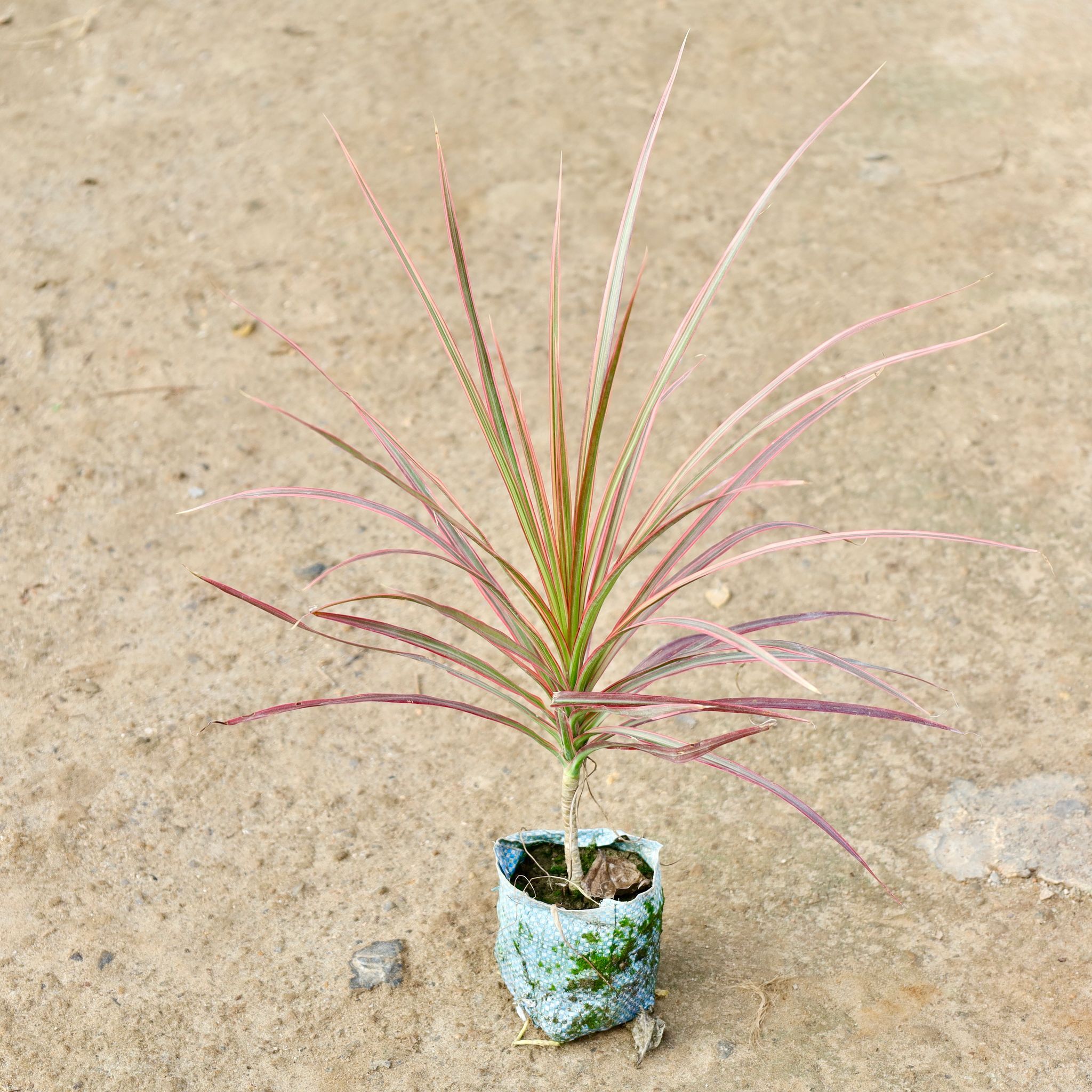 Dracaena Colorama / Marginata Golden in 4 Inch Nursery Bag