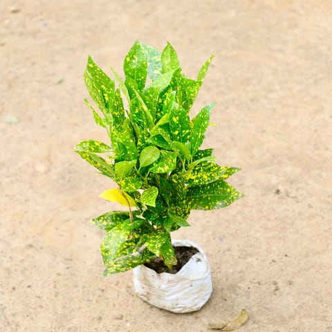 Baby Croton in 4 Inch Nursery Bag