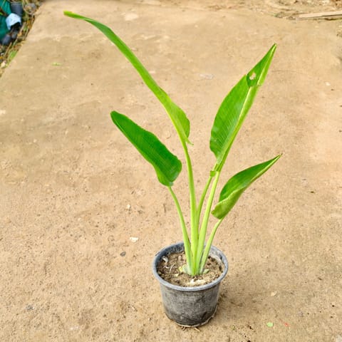 Traveller Palm in 10 Inch Nursery Pot