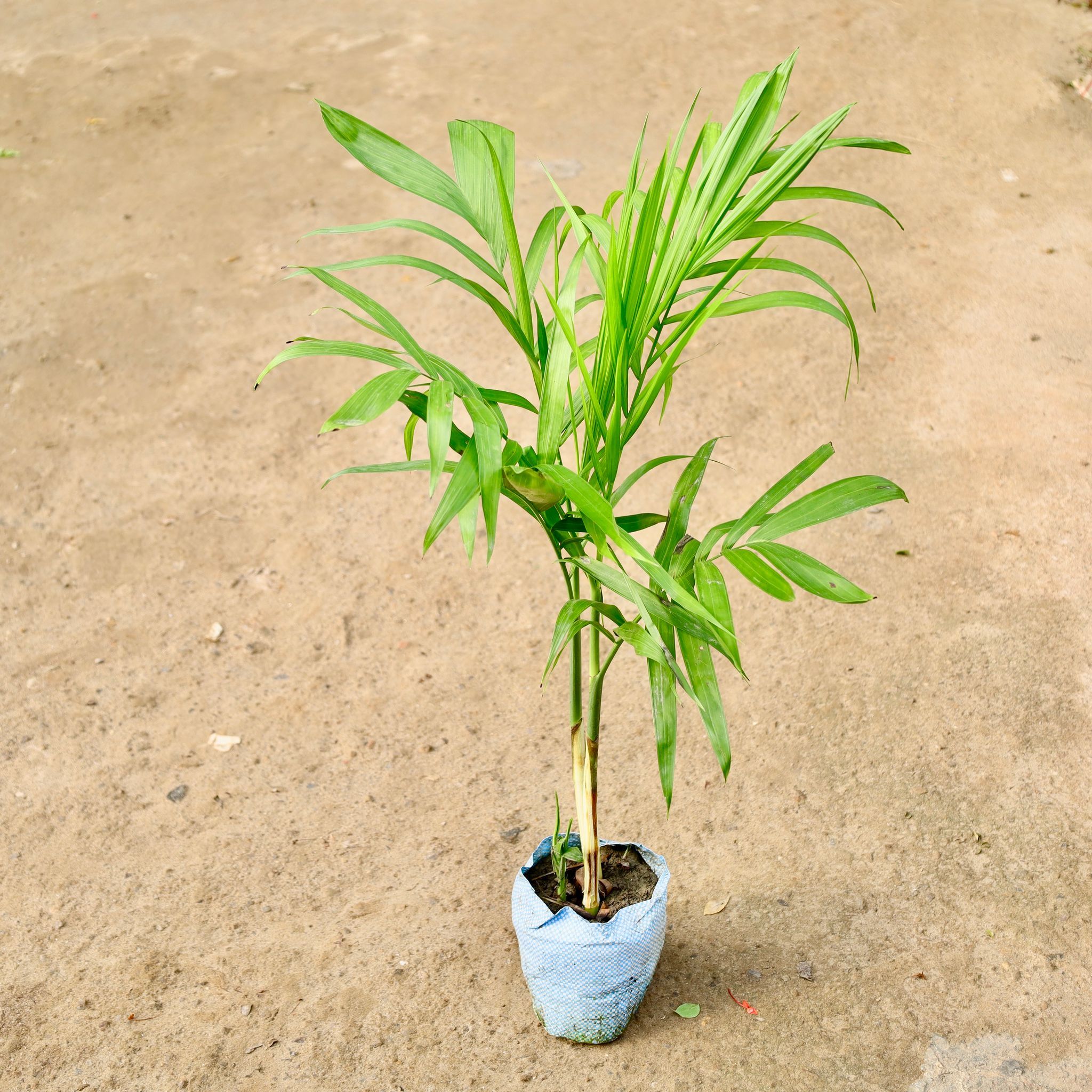 Cane Palm in 4 Inch Nursery Bag