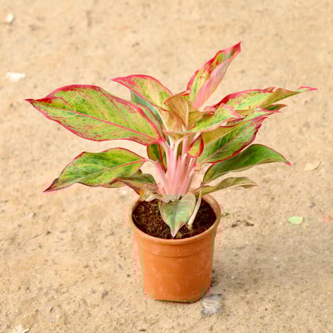 Aglaonema Lipstick in 4 Inch Nursery Pot