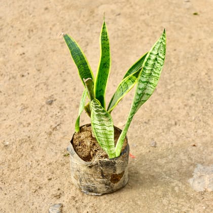 Buy Sanke Long in 8 Inch Nursery Bag Online | Urvann.com