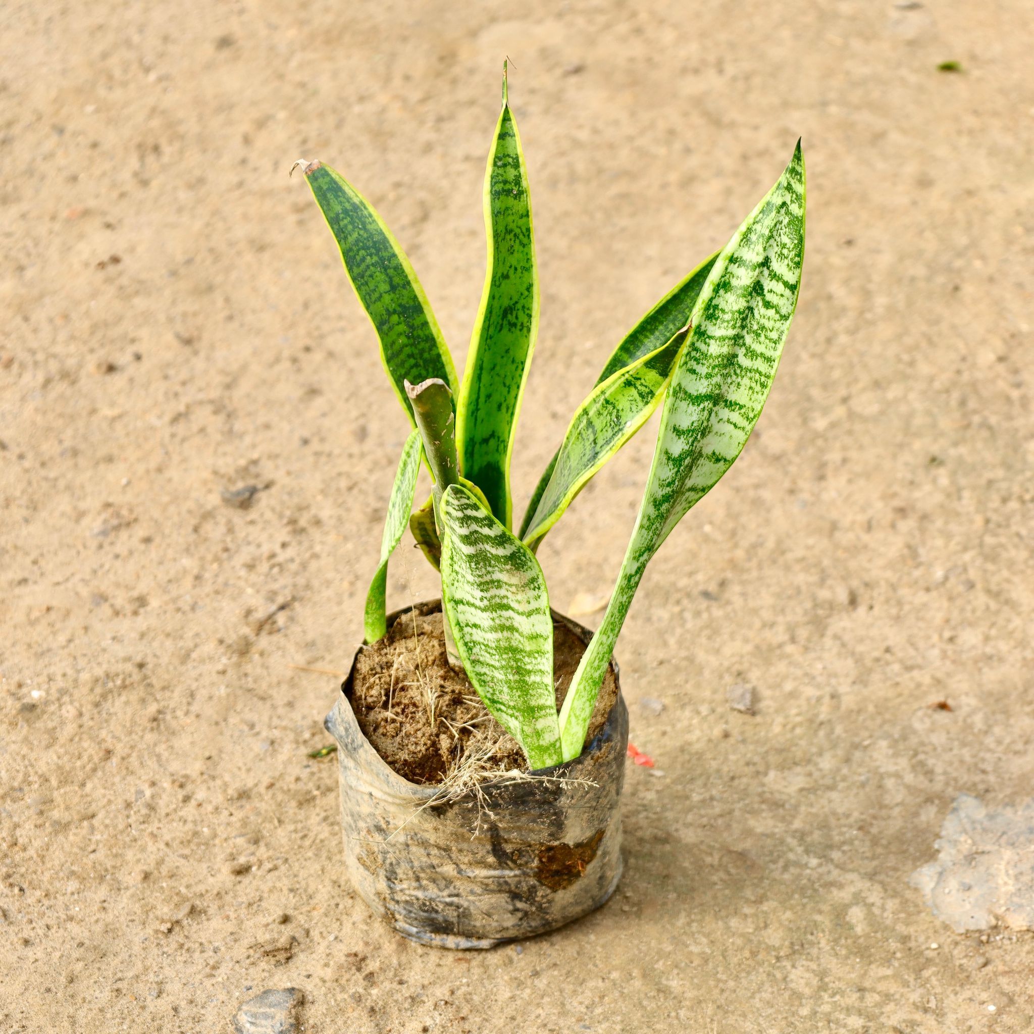 Air Purifying - Snake Long in 8 Inch Nursery Bag