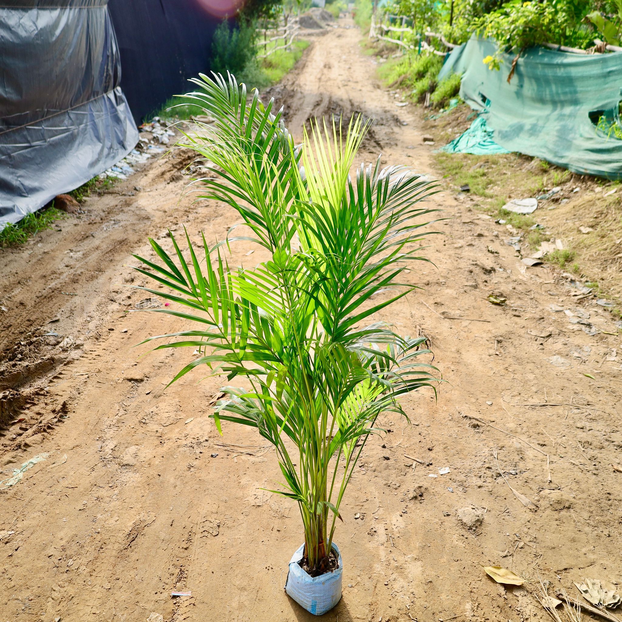 Air Purifying - Areca Palm in 8 Inch Nursery Bag