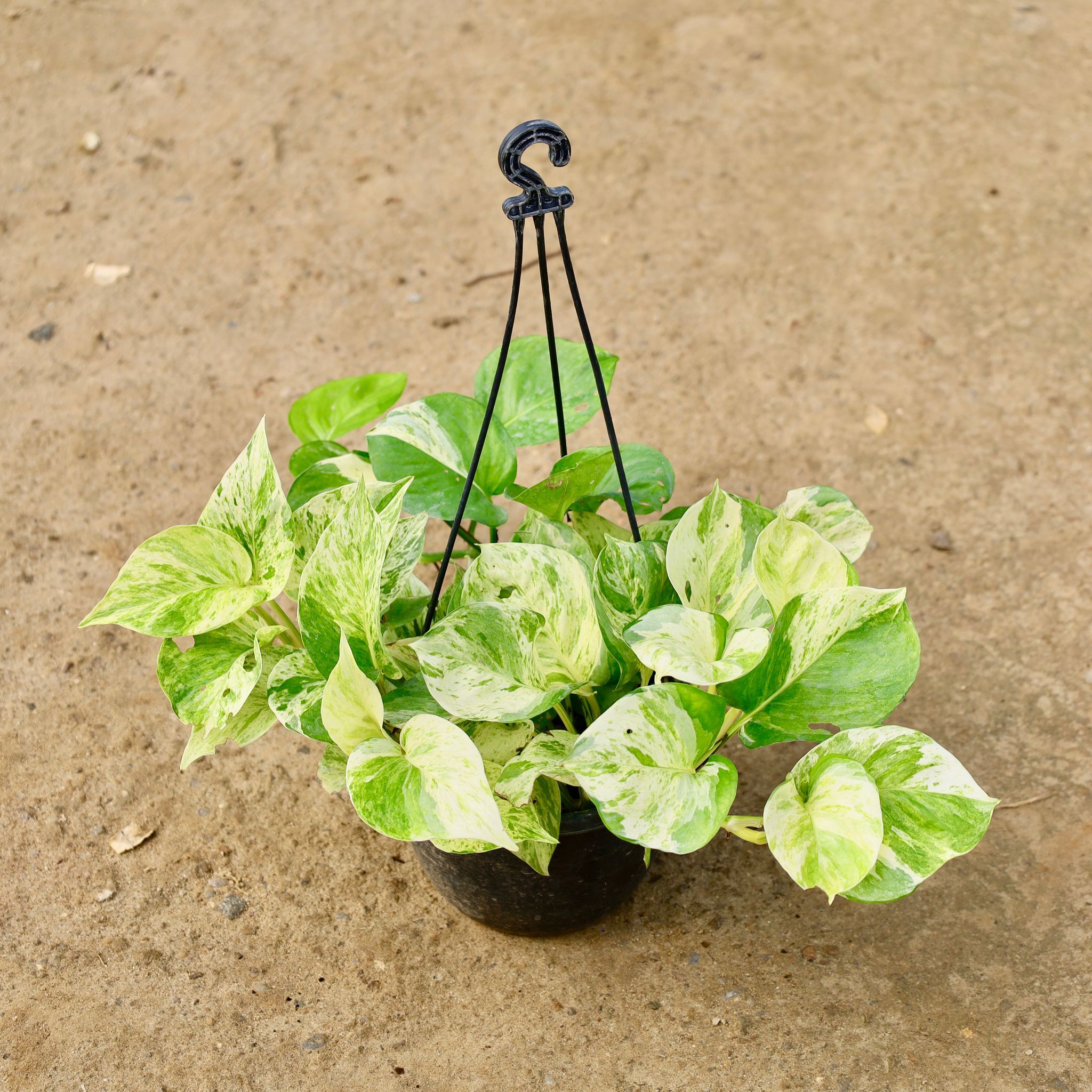 Money Plant Marble  in 6 Inch Hanging Pot