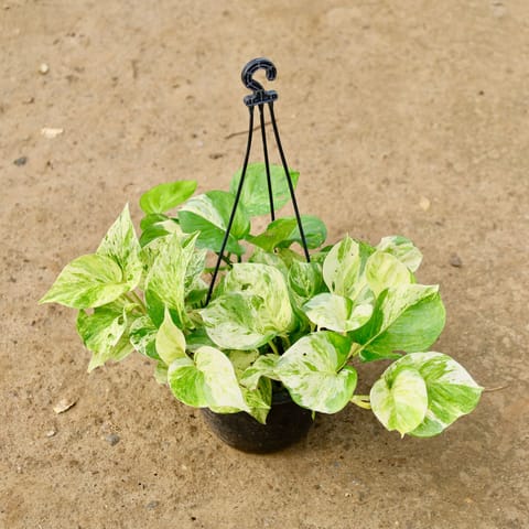 Money Plant Marble  in 6 Inch Hanging Pot