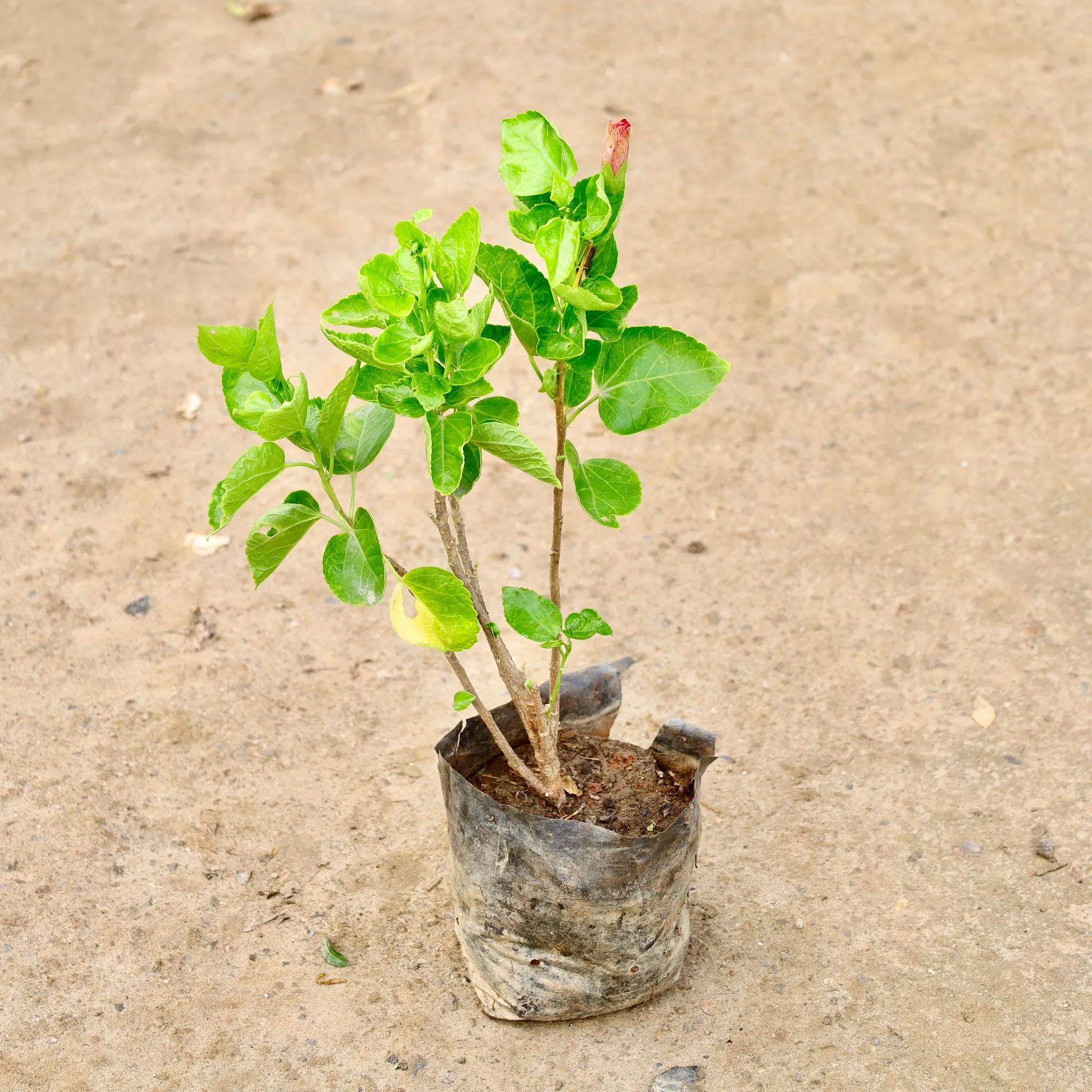 Hibiscus / Gudhal (Any Colour) in 7 Inch Nursery Bag