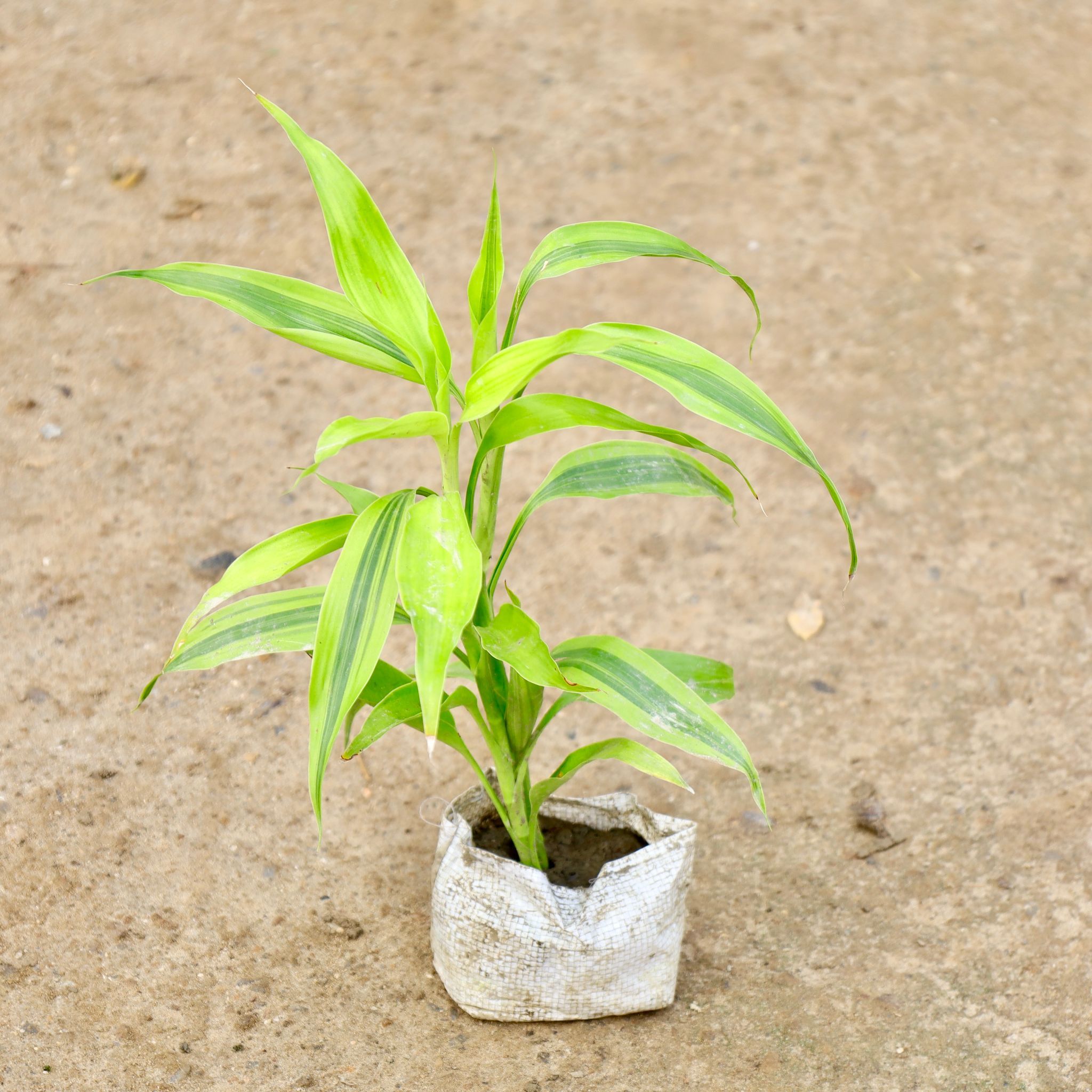 Lucky Bamboo in 4 Inch Nursery Bag
