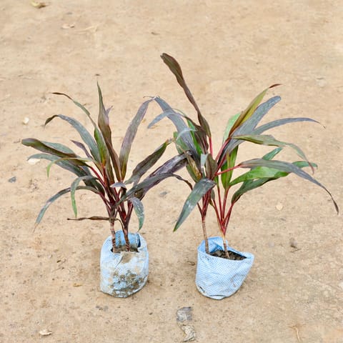Air Purifying - Set of 2 - Dracaena Narrow Leaf in 4 Inch Live Plant Nursery Bag